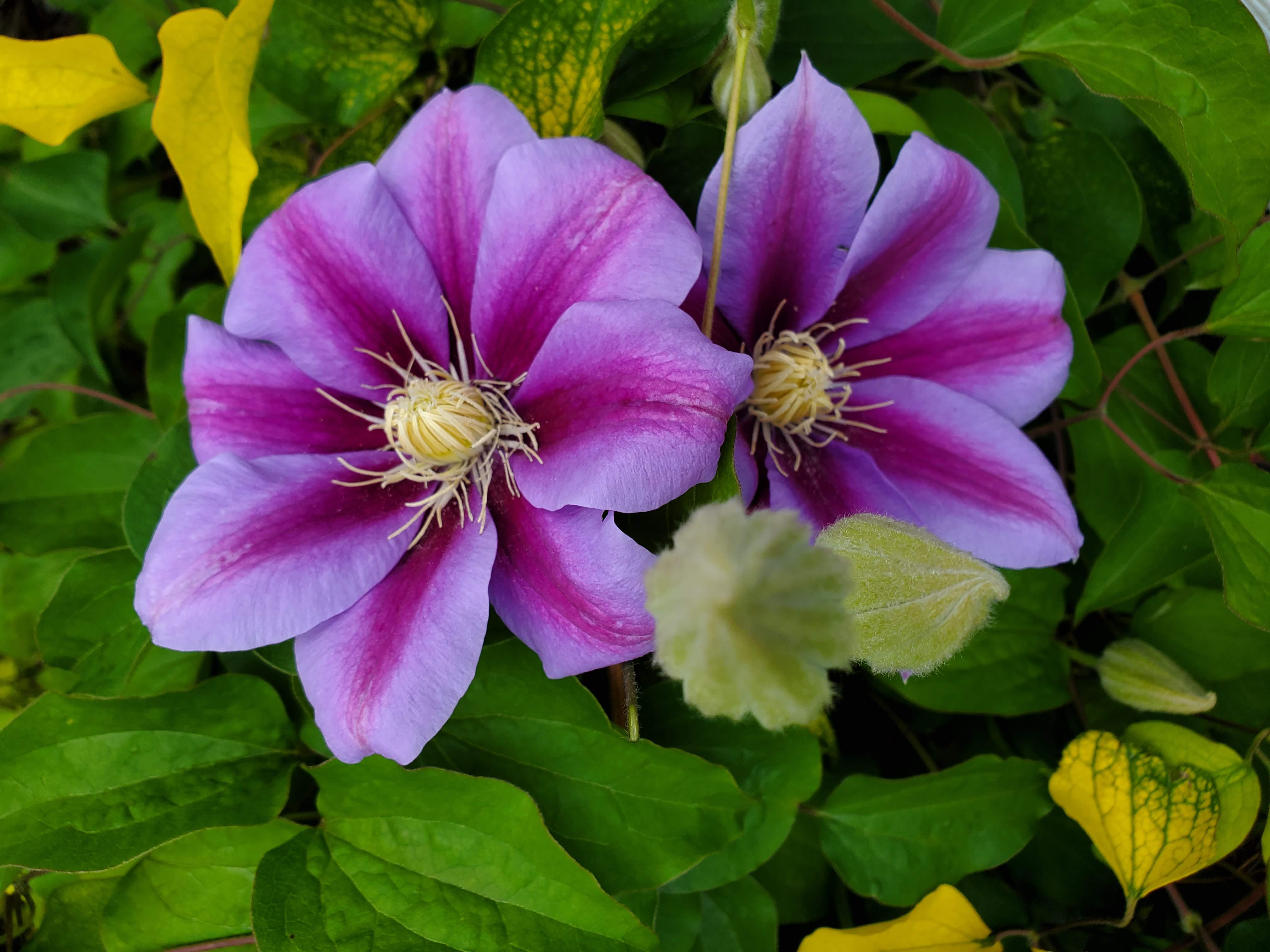 Clematis