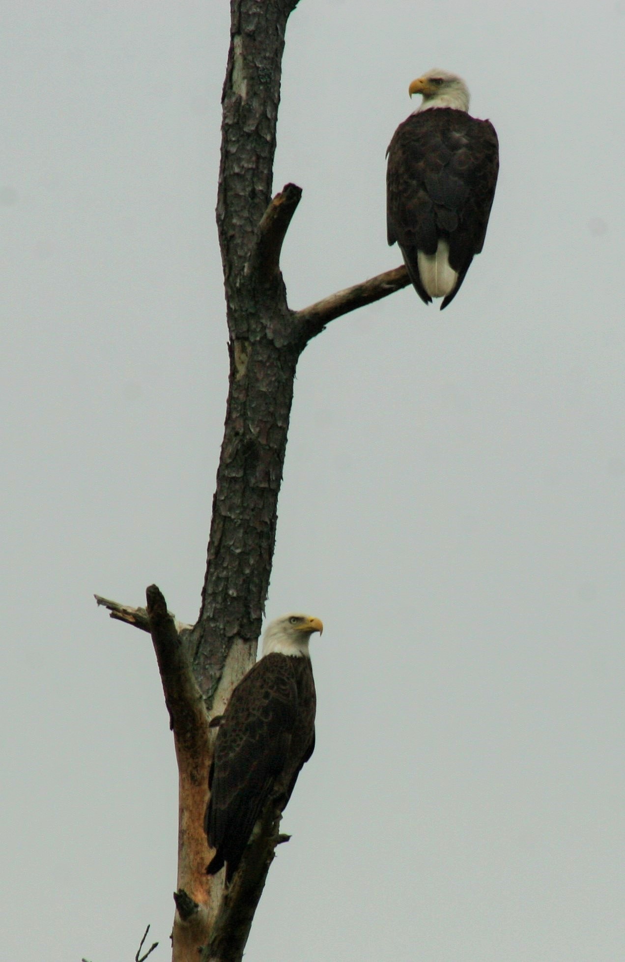 Bald eagle pair